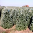 Downey Trees True Blue Fraser Fir Pre-Tagged Before Harvest