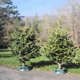 3-4 FT TRUE BLUE FRASER WITH STAND Downey trees